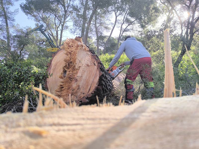 Travaux forestiers dans le Var